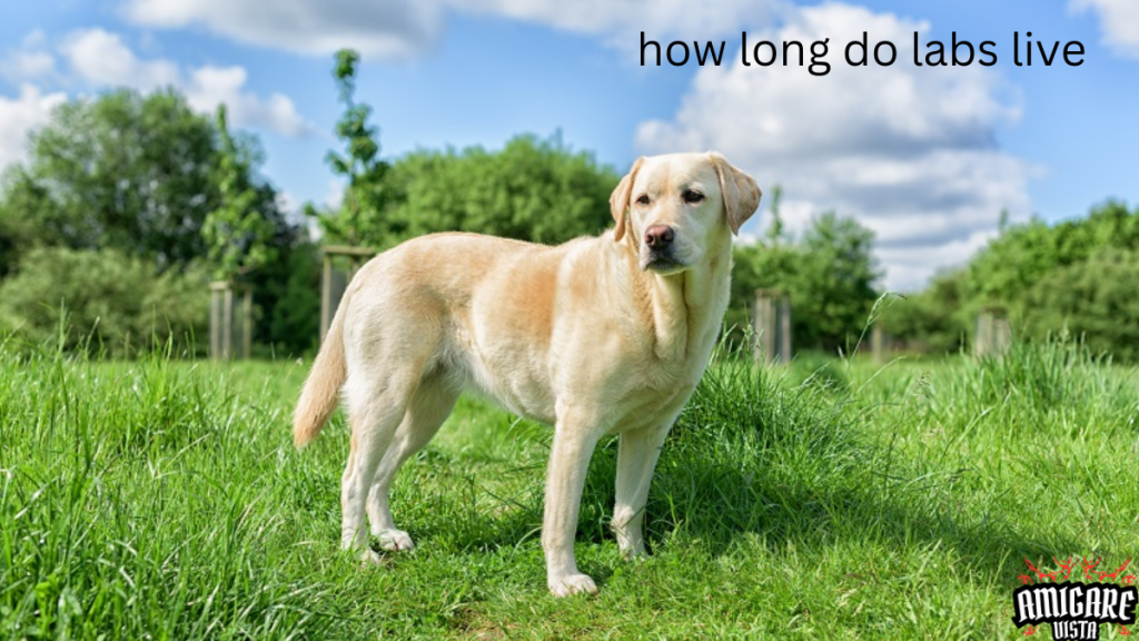 A healthy Labrador Retriever standing in a field, illustrating the topic 'how long do Labs live'